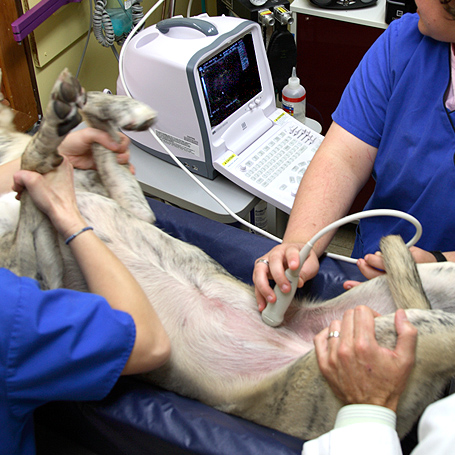 Ultrasounds - Green Lake Animal Hospital
